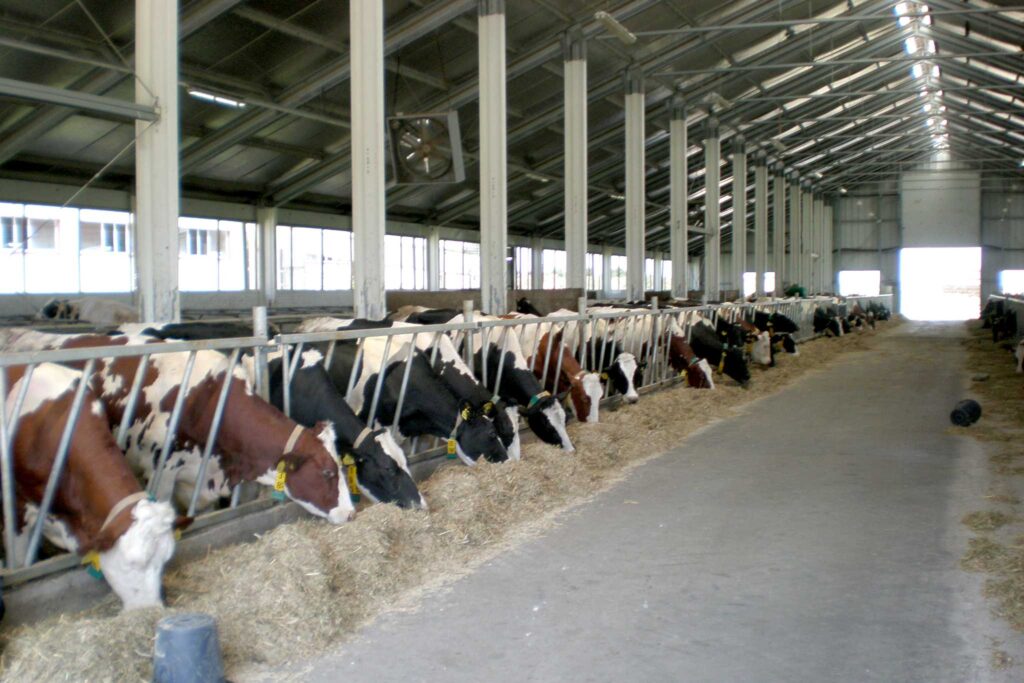 Construim Ferme de Vaci - Hale Agricole optimizate - Frisomat.ro