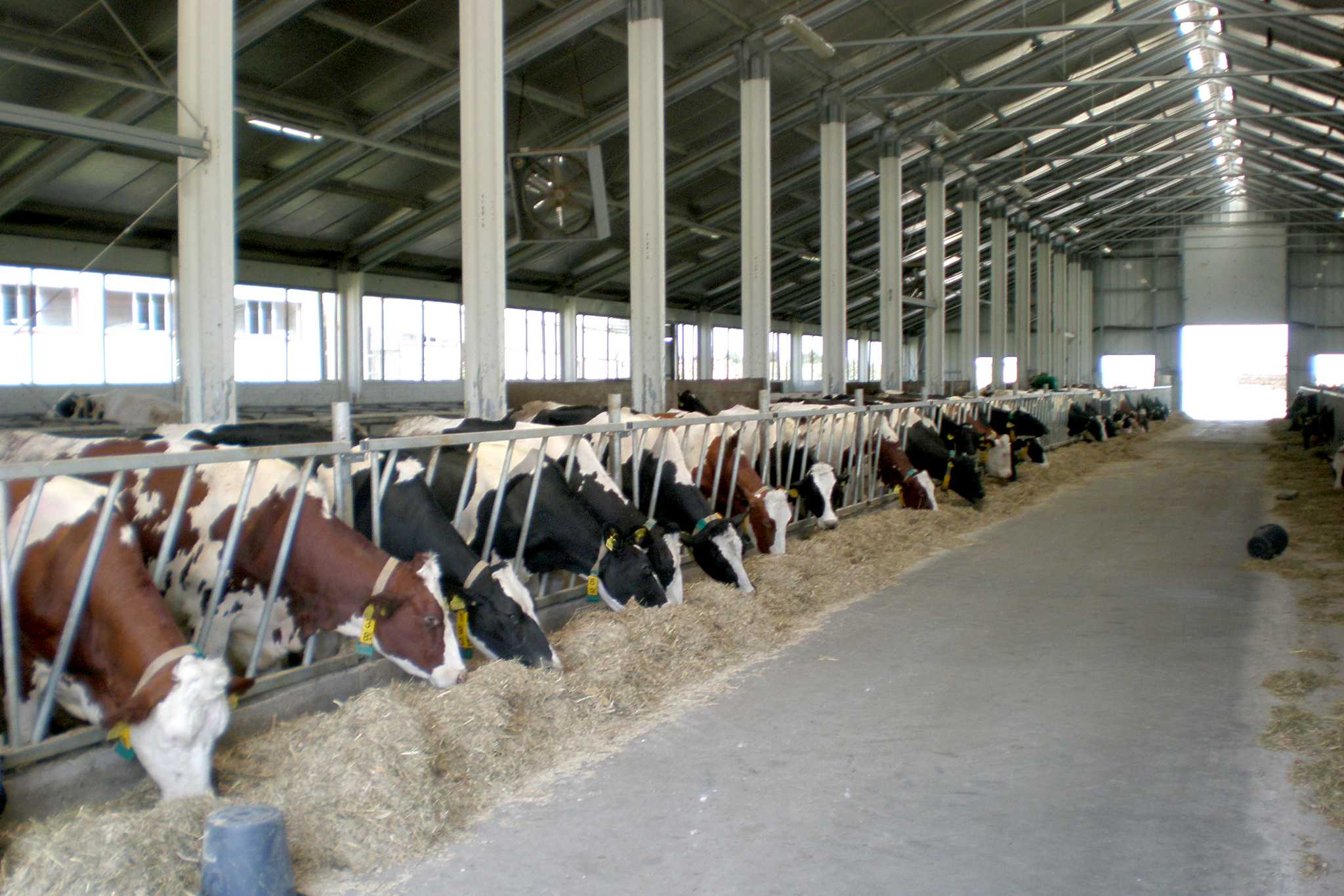 Agricultural buildings Livestock Farm Interior Frisomat