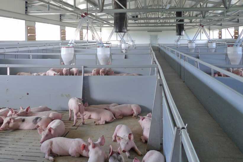 Agricultural buildings Pig Farm Interior Frisomat
