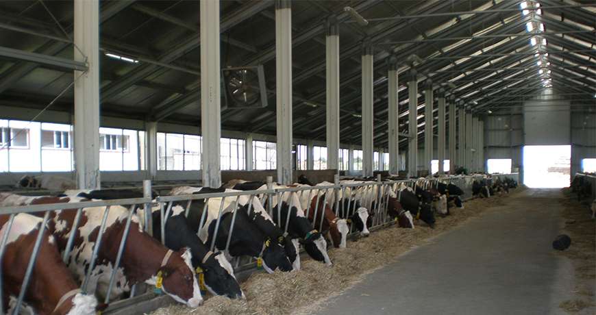 metal hall agriculture cow farm frisomat interior slider1