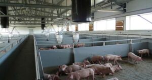 metal hall agriculture pig farm frisomat interior slider3