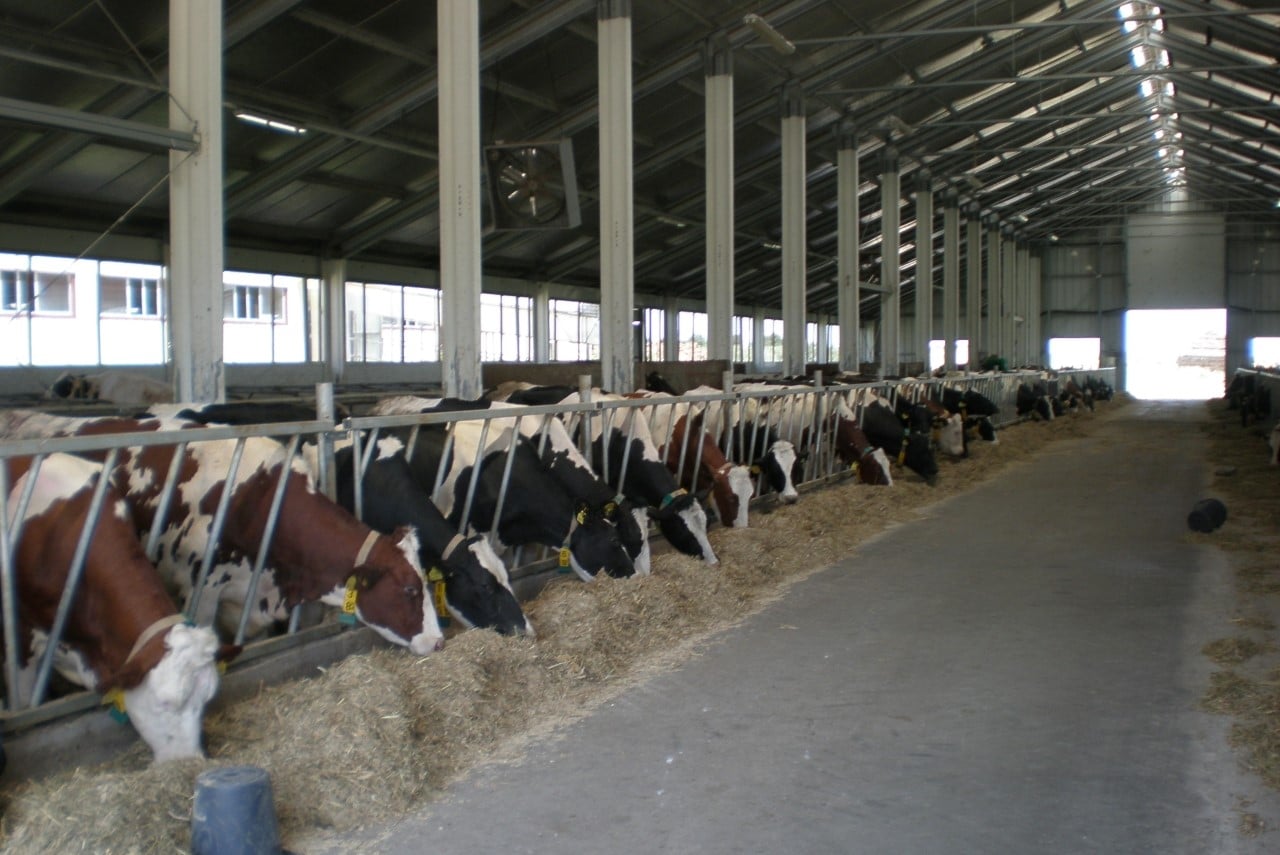 frisomat atk animal farm