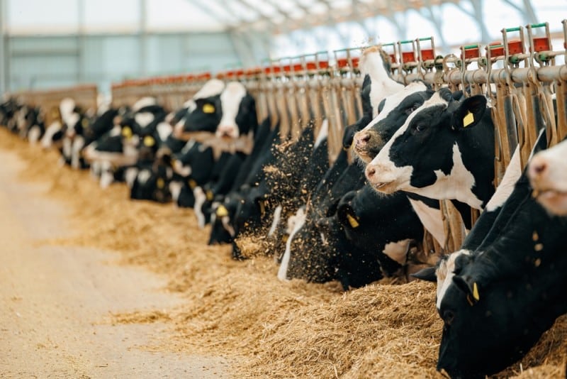 Cum alegeți un constructor de hale metalice pentru bovine de lapte: criterii esențiale la care să fiți atent 5 bovine de lapte hranite in spatiu unei hale agricole