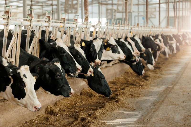 bovine de lapte in spatiul unei hale metalice agricole 